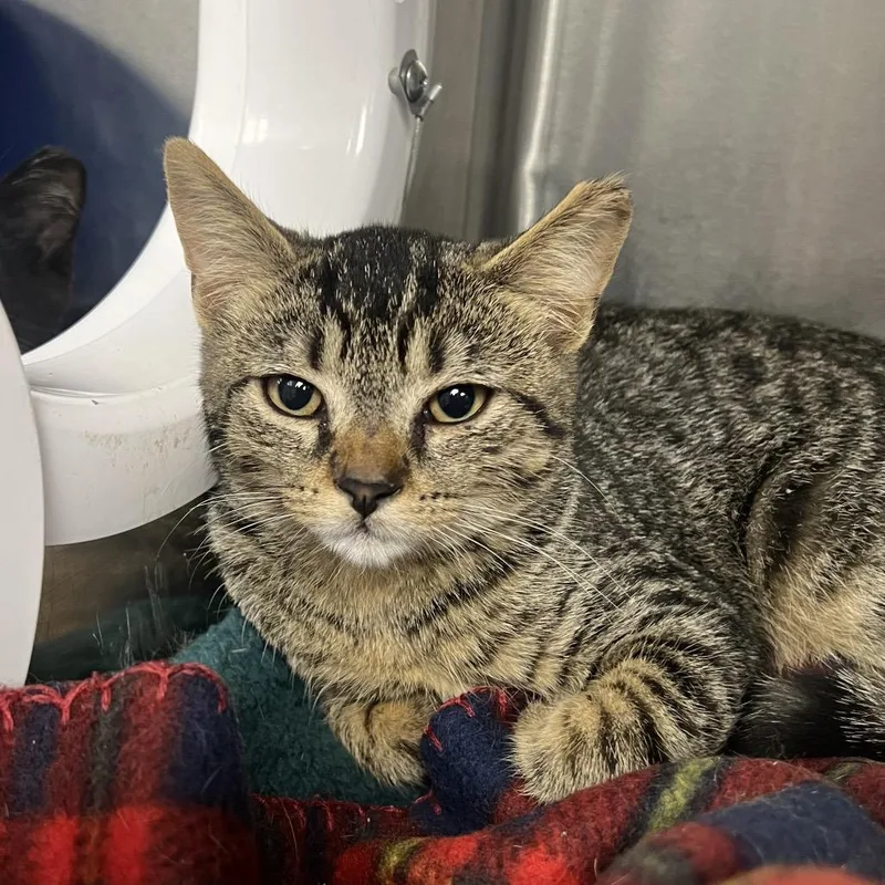 A baby small-sized female Brown / Chocolate Domestic Short Hair cat named Medianoche for adoption in Mentor, OH