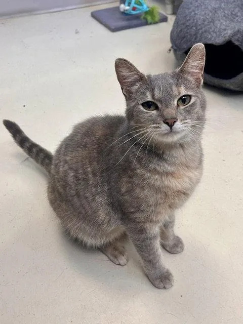An adult medium-sized female Gray / Blue / Silver Domestic Short Hair cat named Polly for adoption in Webster, WI