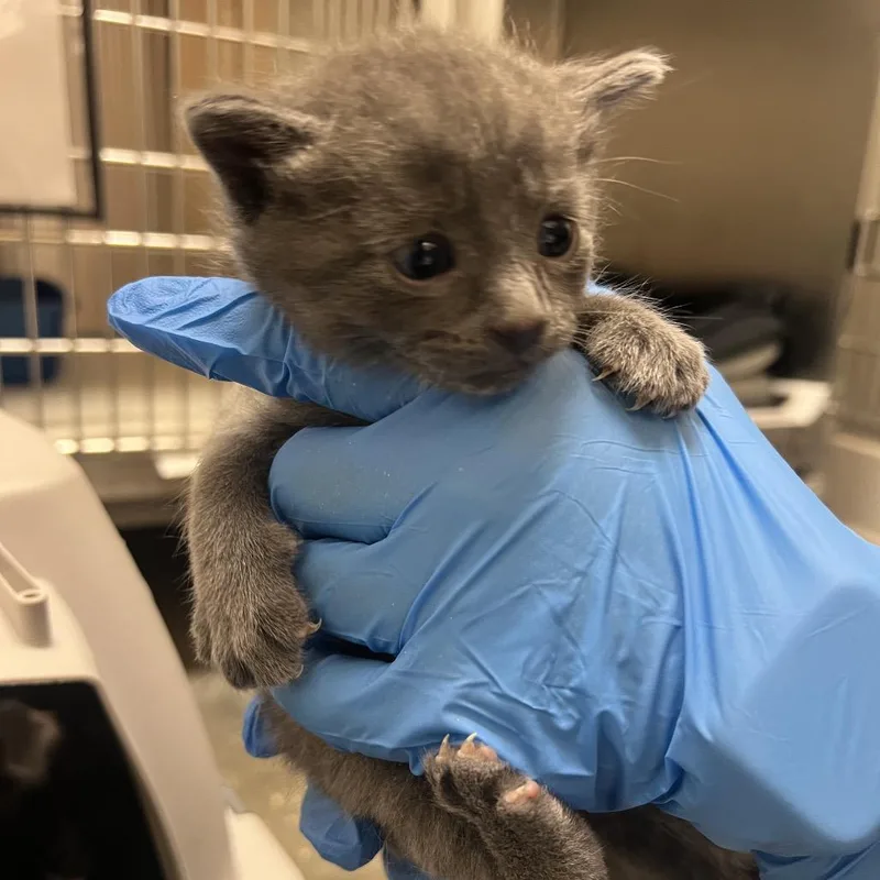 A baby small-sized female Gray / Blue / Silver Domestic Short Hair cat named Ruth for adoption in Pittsburgh, PA