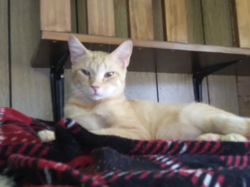 A young medium-sized male Orange & White Domestic Short Hair cat named Robin for adoption in Port Wentworth, GA