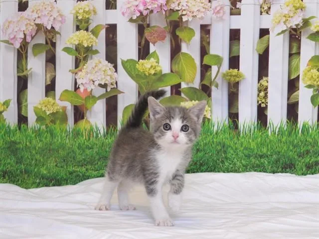 A baby small-sized female Domestic Short Hair cat named Lainey for adoption in Oroville, CA
