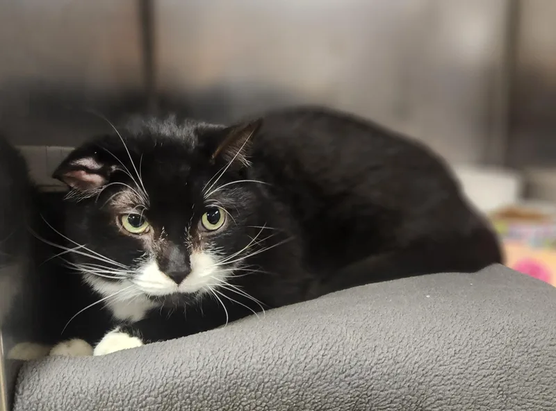 An adult medium-sized male Black & White / Tuxedo Domestic Short Hair cat named Oscar for adoption in Clayton, NJ