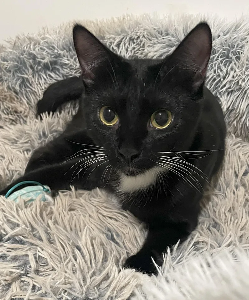 Potsticker thumbnail 2