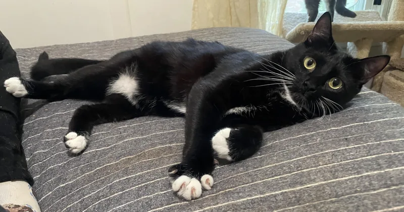 Potsticker thumbnail 3