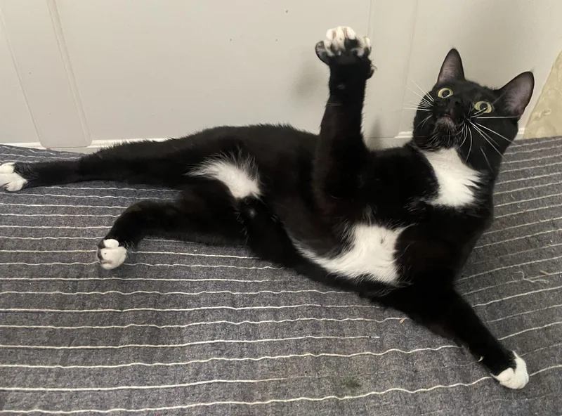 Potsticker thumbnail 4