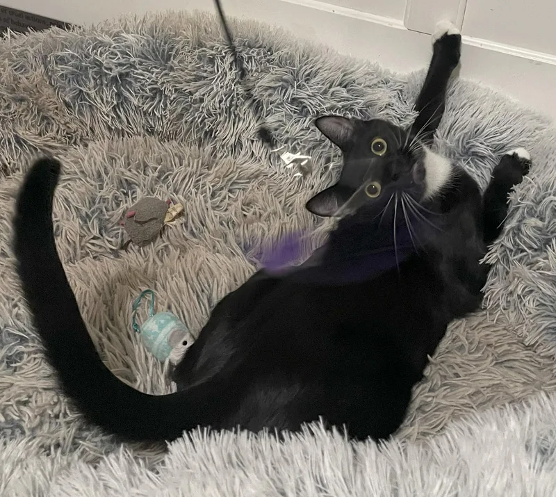 Potsticker thumbnail 5