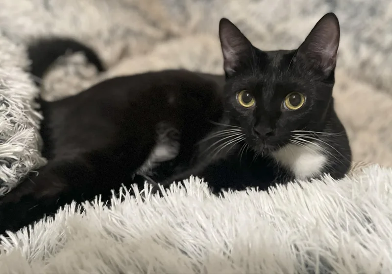 Potsticker thumbnail 6