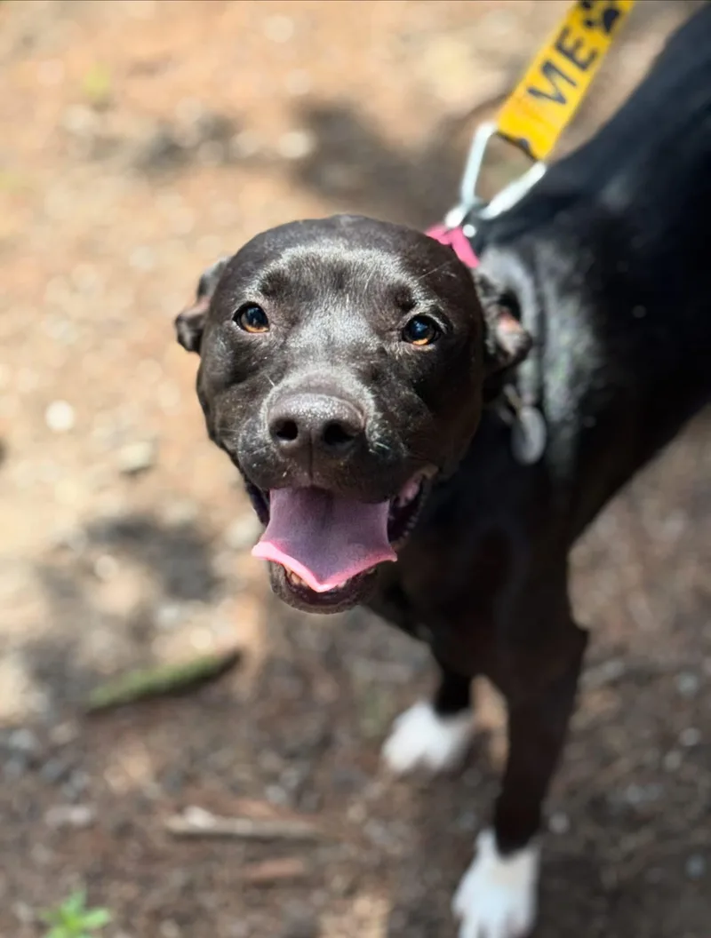 A young medium-sized female Black Labrador Retriever dog named Kiwi for adoption in Mahwah, NJ