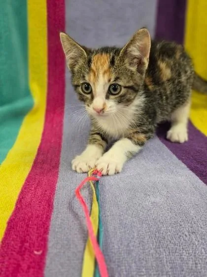 A baby small-sized female Domestic Short Hair cat named Lady Lasagna for adoption in Westland, MI
