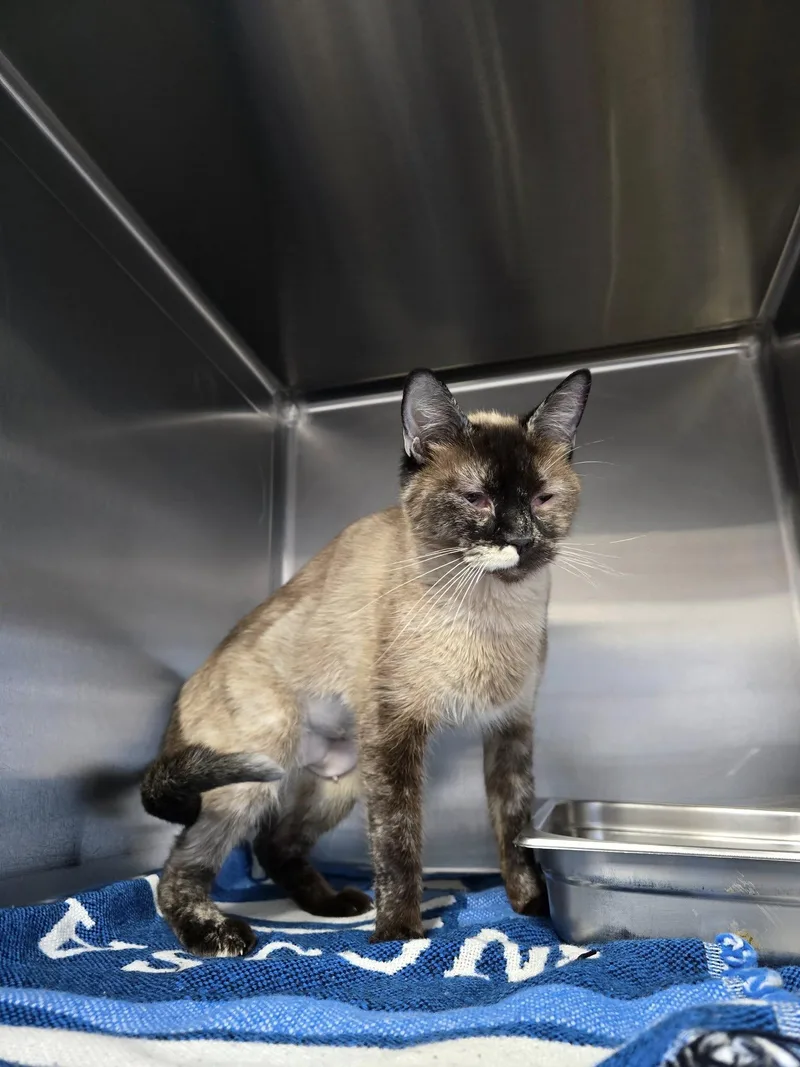 An adult medium-sized female Cream / Ivory Siamese cat named Yara for adoption in Prineville, OR