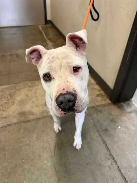 An adult medium-sized female Pit Bull Terrier dog named Lottie for adoption in Ontario, CA
