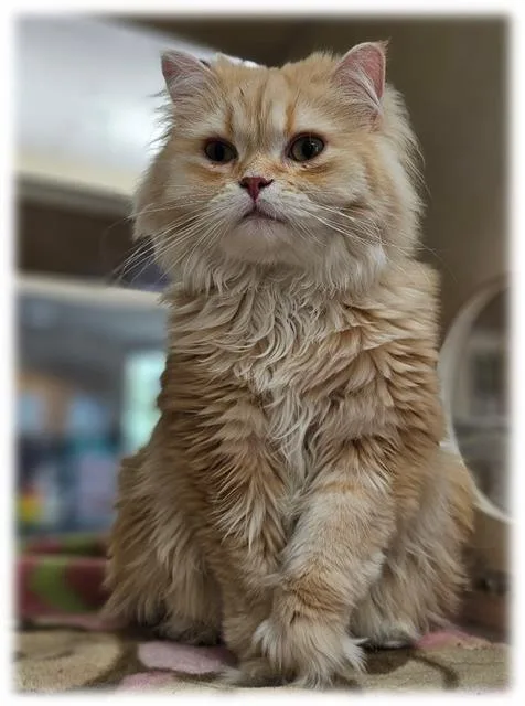 An adult medium-sized male Persian cat named Mustard for adoption in Frisco, CO