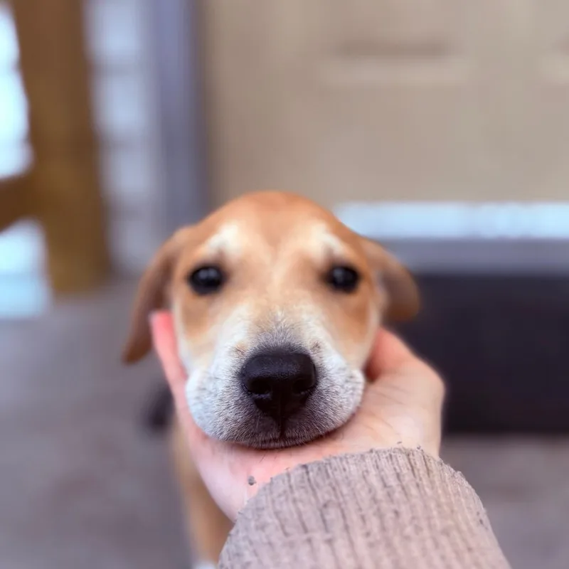 A baby medium-sized male Feist dog named Bex for adoption in Fenton, MI