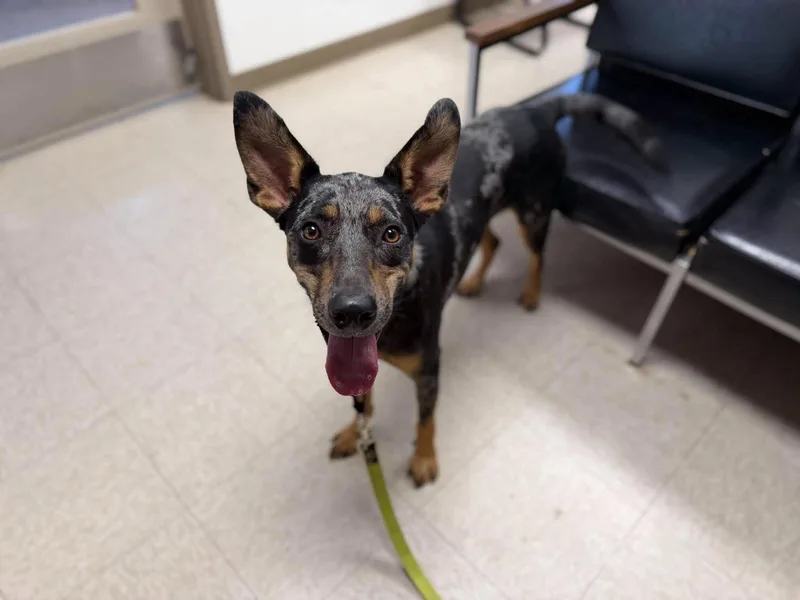 A young medium-sized male Catahoula Leopard Dog dog named Trigger for adoption in Chickasha, OK