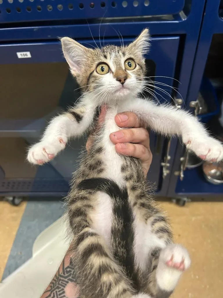 A baby large-sized female Domestic Short Hair cat named Lindzy for adoption in Little Elm, TX