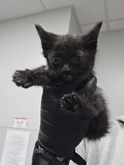 A baby small-sized male Domestic Short Hair cat named Edmund for adoption in Sevierville, TN