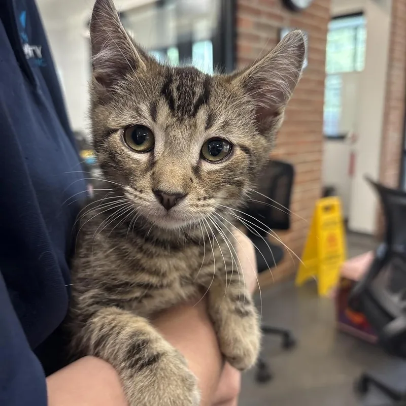 A baby small-sized male Domestic Short Hair cat named Count for adoption in Allentown, PA