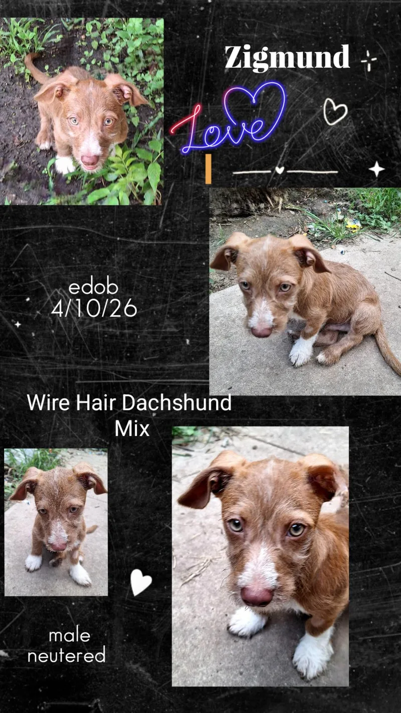 A baby small-sized male Brown / Chocolate Wirehaired Dachshund dog named Zigmund MVT for adoption in Missouri City, TX