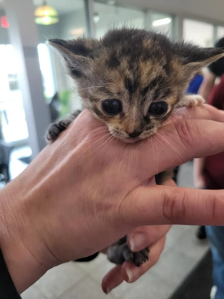 A baby small-sized female Domestic Short Hair cat named Windmill for adoption in Angola, IN