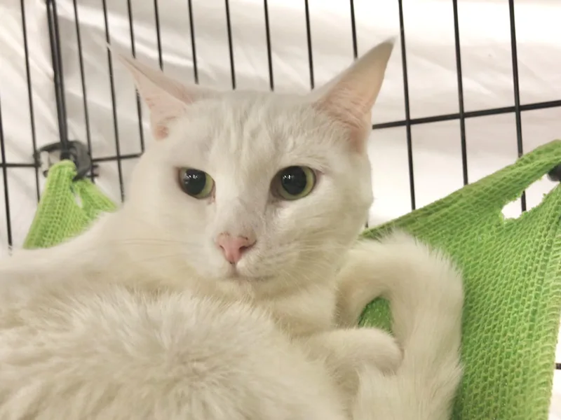 Lightning & Mochi thumbnail 2