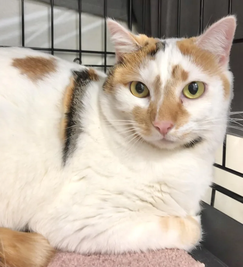 Lightning & Mochi thumbnail 3