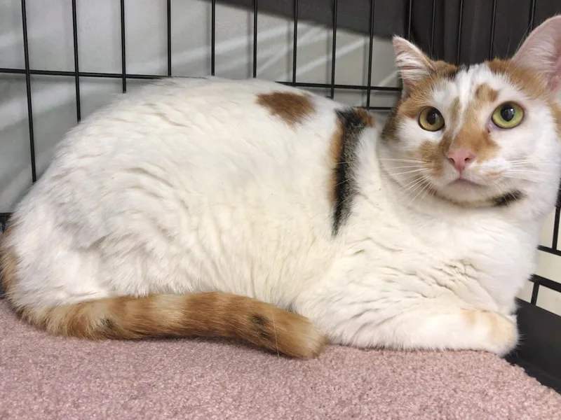 Lightning & Mochi thumbnail 4