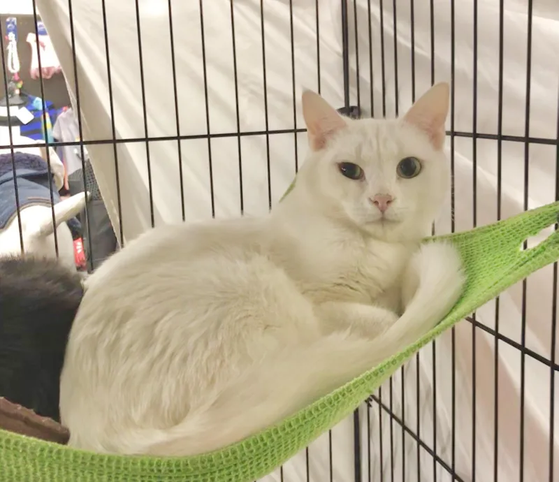 Lightning & Mochi thumbnail 5