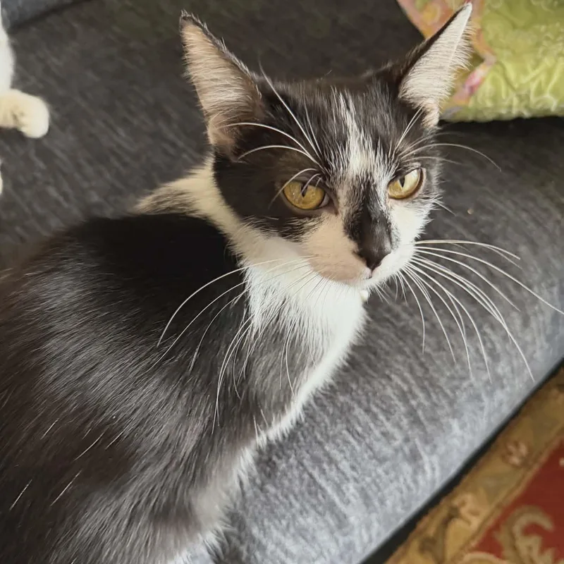 A young medium-sized female Domestic Medium Hair cat named Kiki for adoption in Lancaster, KY