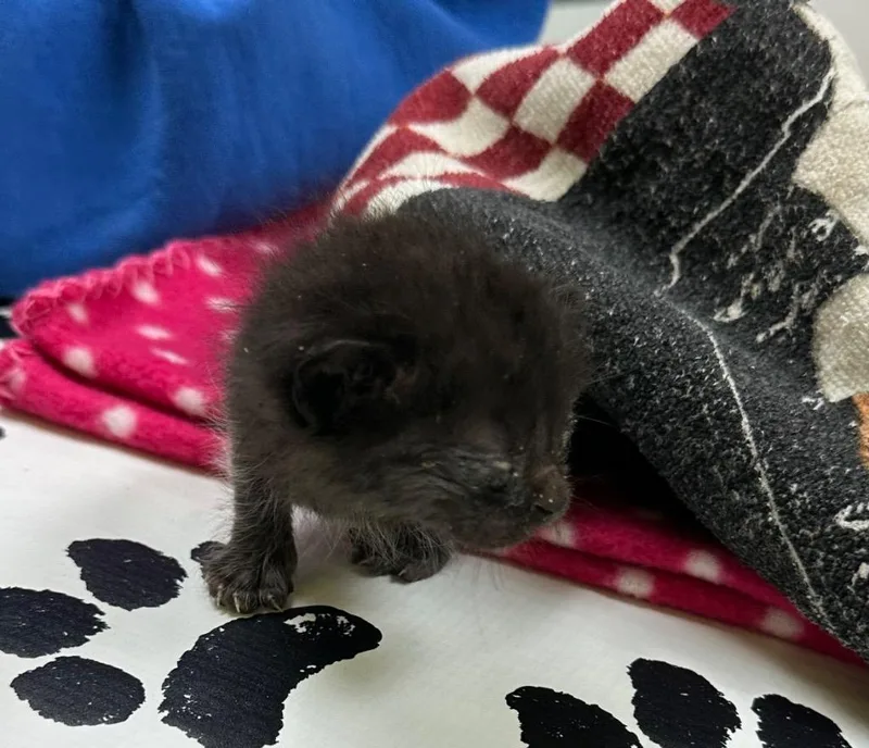 Baby Yoda thumbnail 2