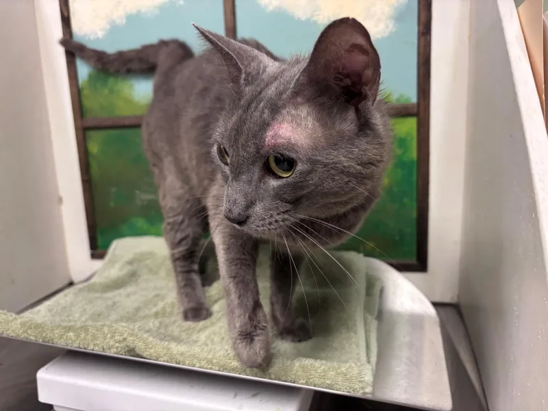 An adult large-sized male Domestic Short Hair cat named Grundle for adoption in Houston, TX