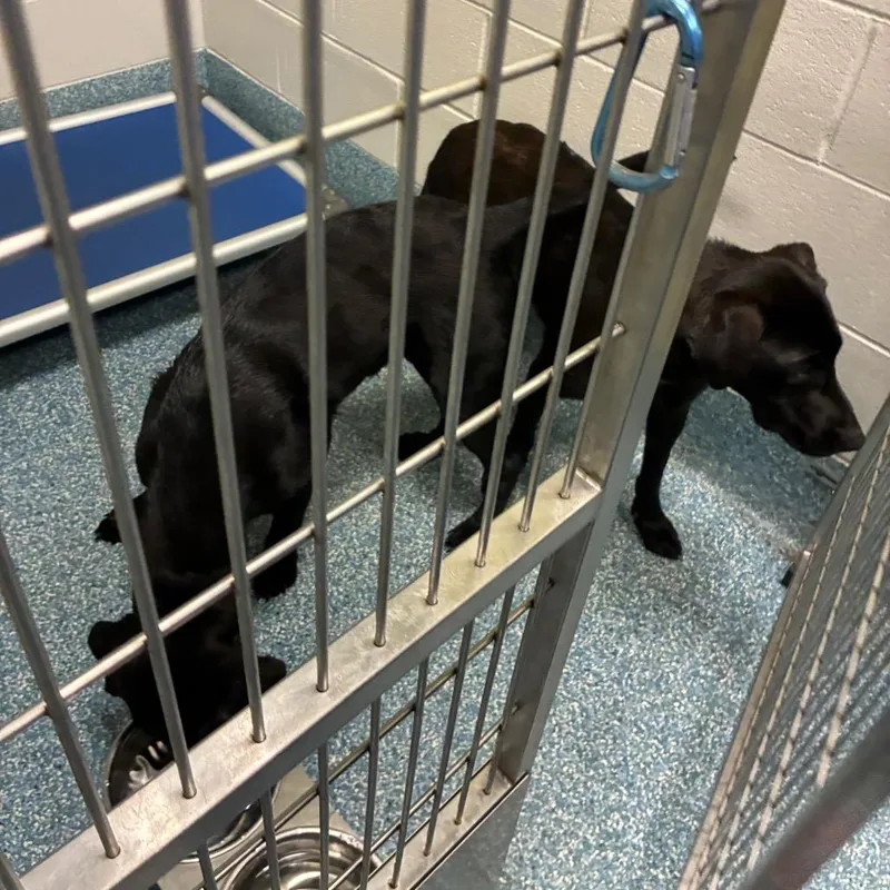 A young large-sized female Black Labrador Retriever dog named Clover for adoption in Greensboro, NC
