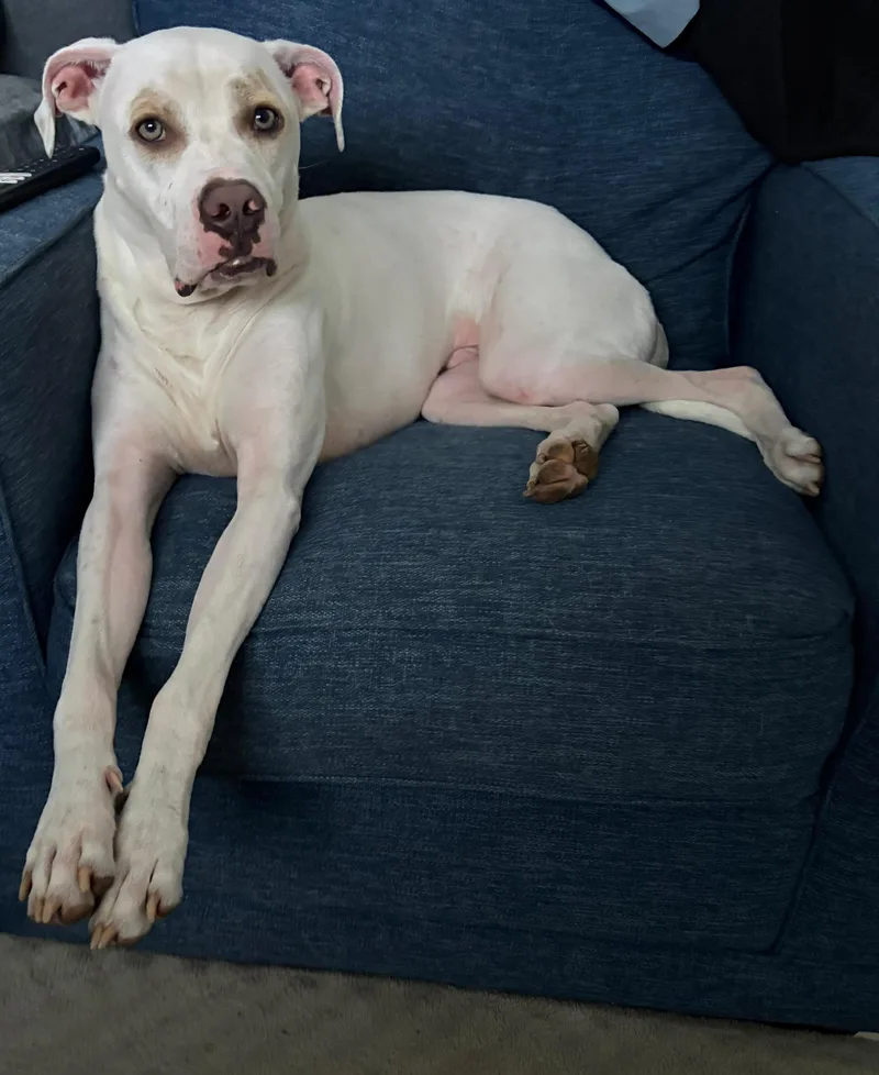 A young large-sized male White / Cream Mixed Breed dog named Jax for adoption in Boca Raton, FL