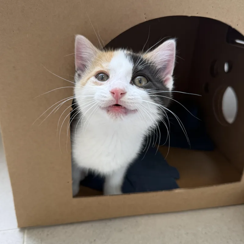 A baby medium-sized female Calico Domestic Short Hair cat named Peach for adoption in Evanston, IL