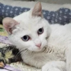 A baby medium-sized female White Siamese cat named Lalique for adoption in Green Valley, AZ