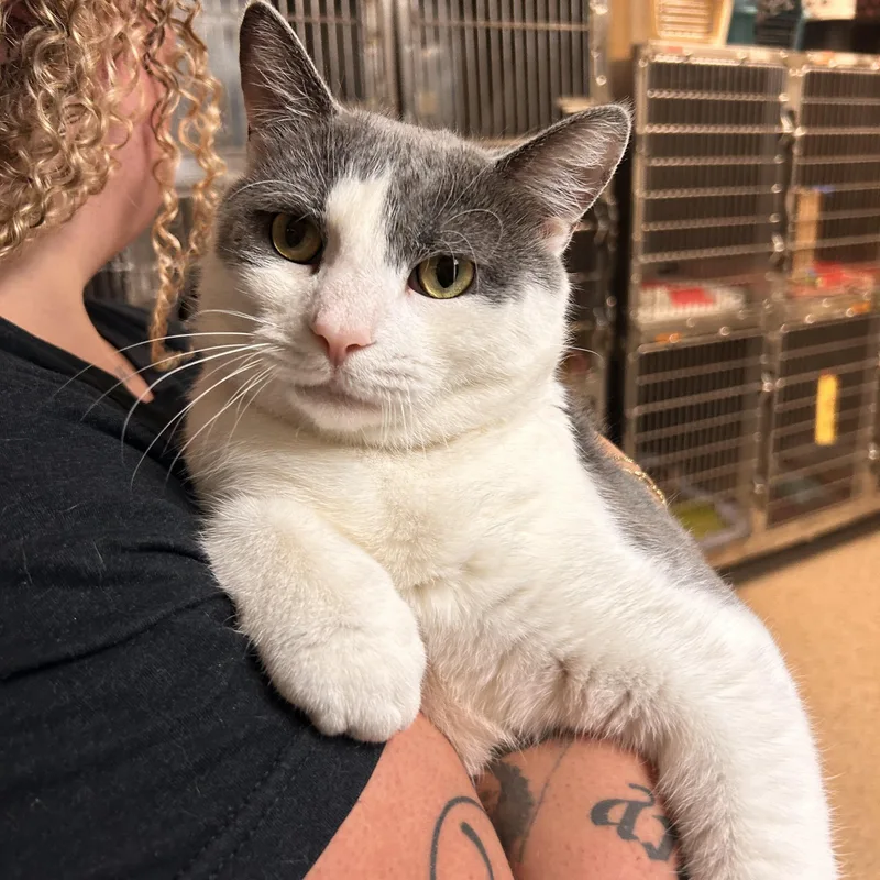 An adult medium-sized male Gray & White Domestic Short Hair cat named Bewoo for adoption in Myerstown, PA