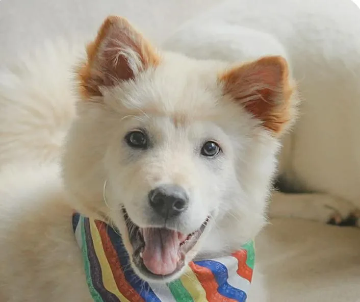 A baby medium-sized male Jindo dog named Noor for adoption in San Ramon, CA