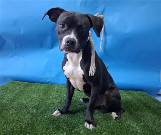 A young medium-sized male Pit Bull Terrier dog named Bentley for adoption in Gardena, CA