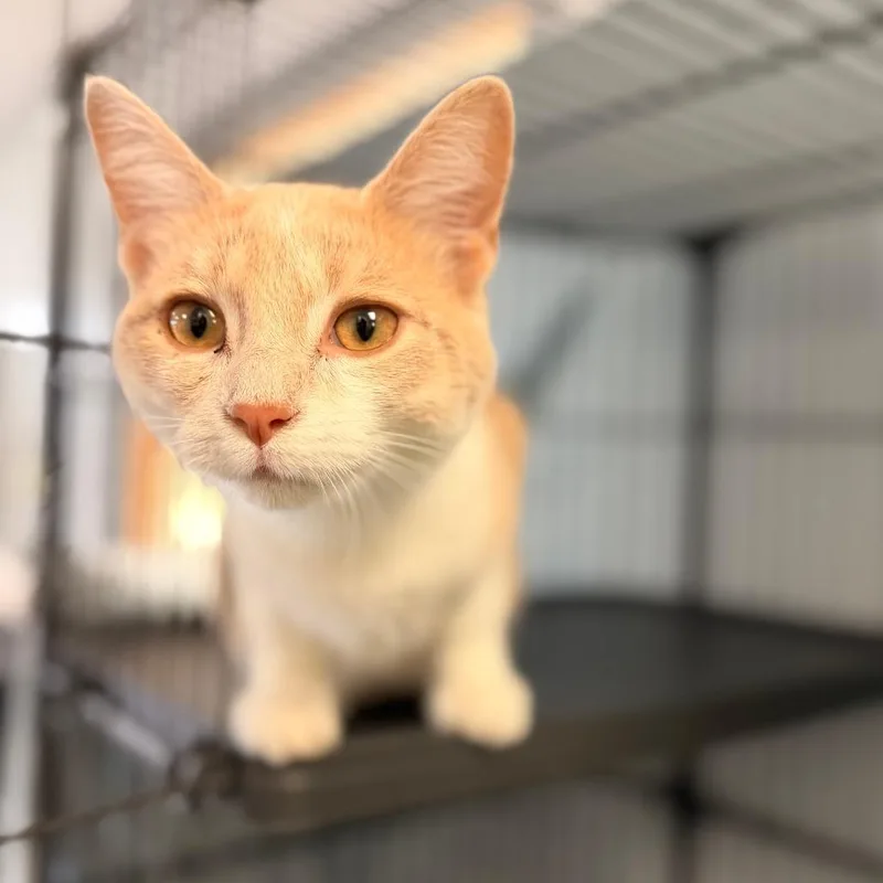 A young medium-sized male Buff / Tan / Fawn Domestic Short Hair cat named Mallard for adoption in Chippewa Falls, WI