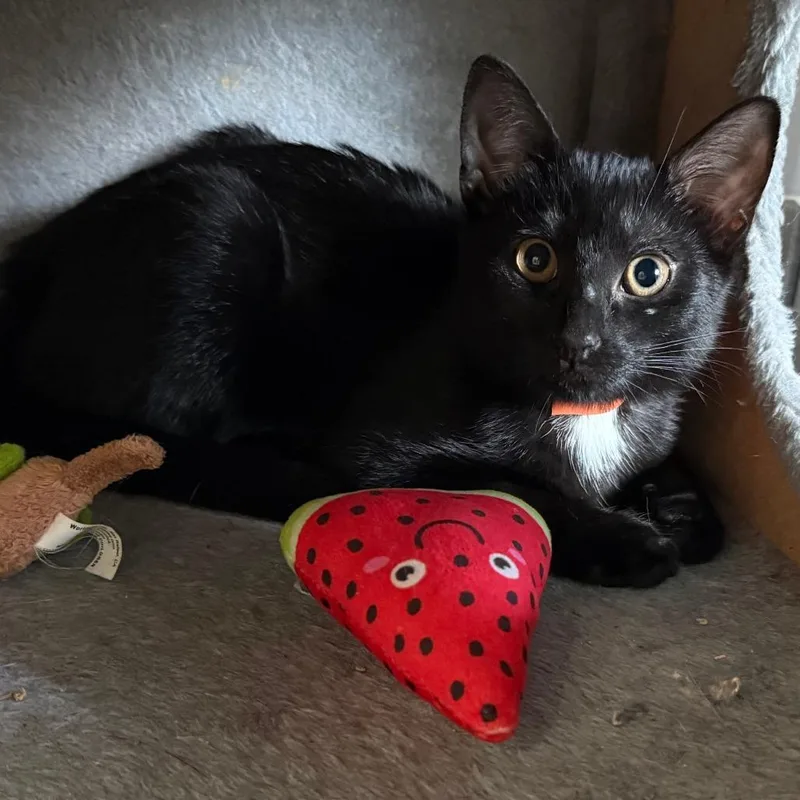 A baby small-sized male Black Domestic Short Hair cat named Sol for adoption in Wantagh, NY