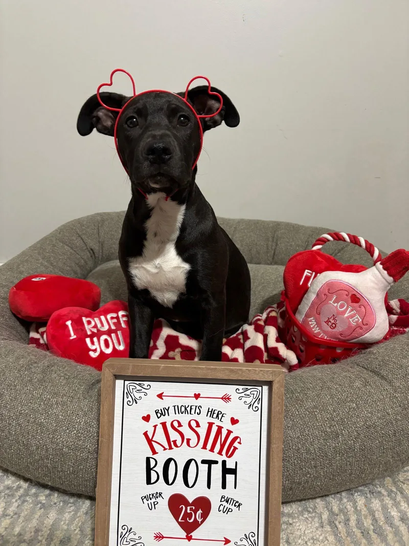 Sergeant thumbnail 2