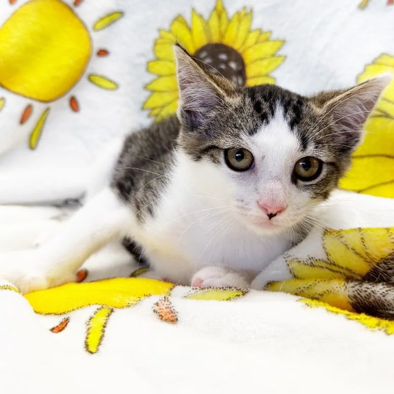 A baby small-sized female Brown / Chocolate Domestic Short Hair cat named Sarah for adoption in Mount Juliet, TN