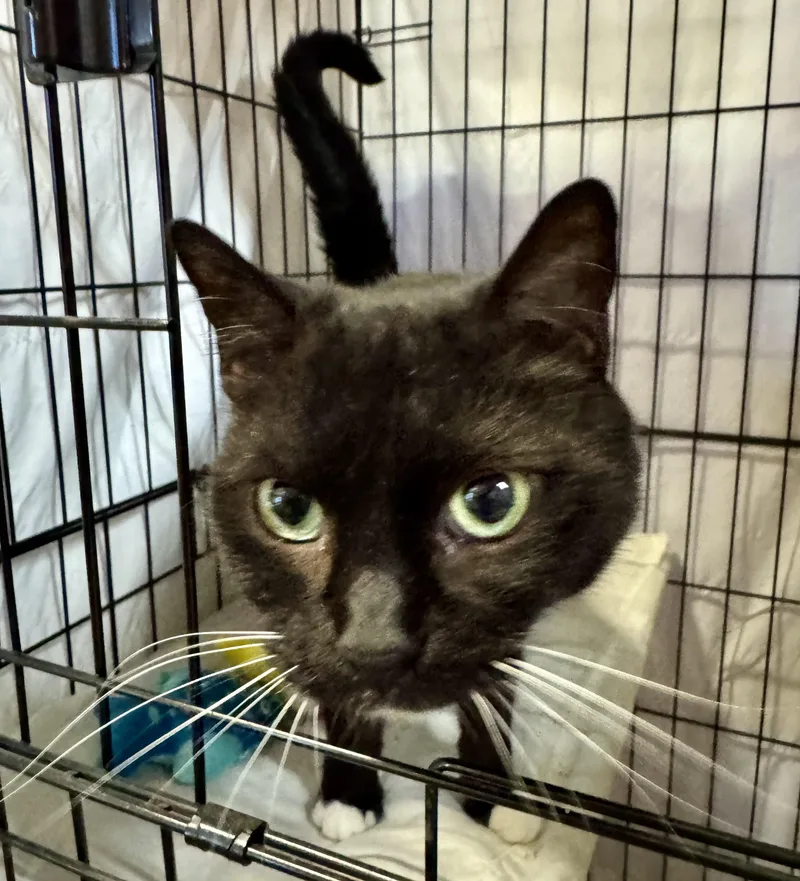 An adult medium-sized female Domestic Short Hair cat named Squeaks for adoption in Centerville, GA
