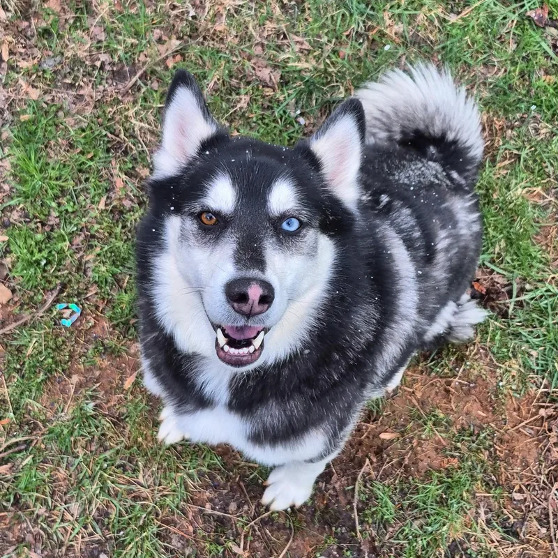 Obi Community Post thumbnail 2