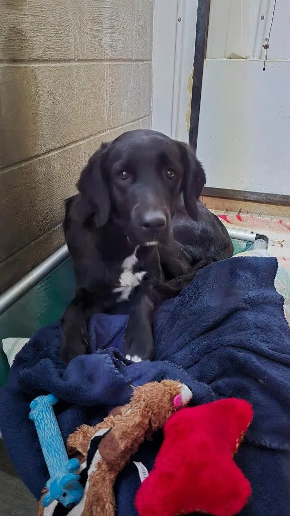 An adult large-sized female Black Labrador Retriever dog named Princess for adoption in Virginia, MN
