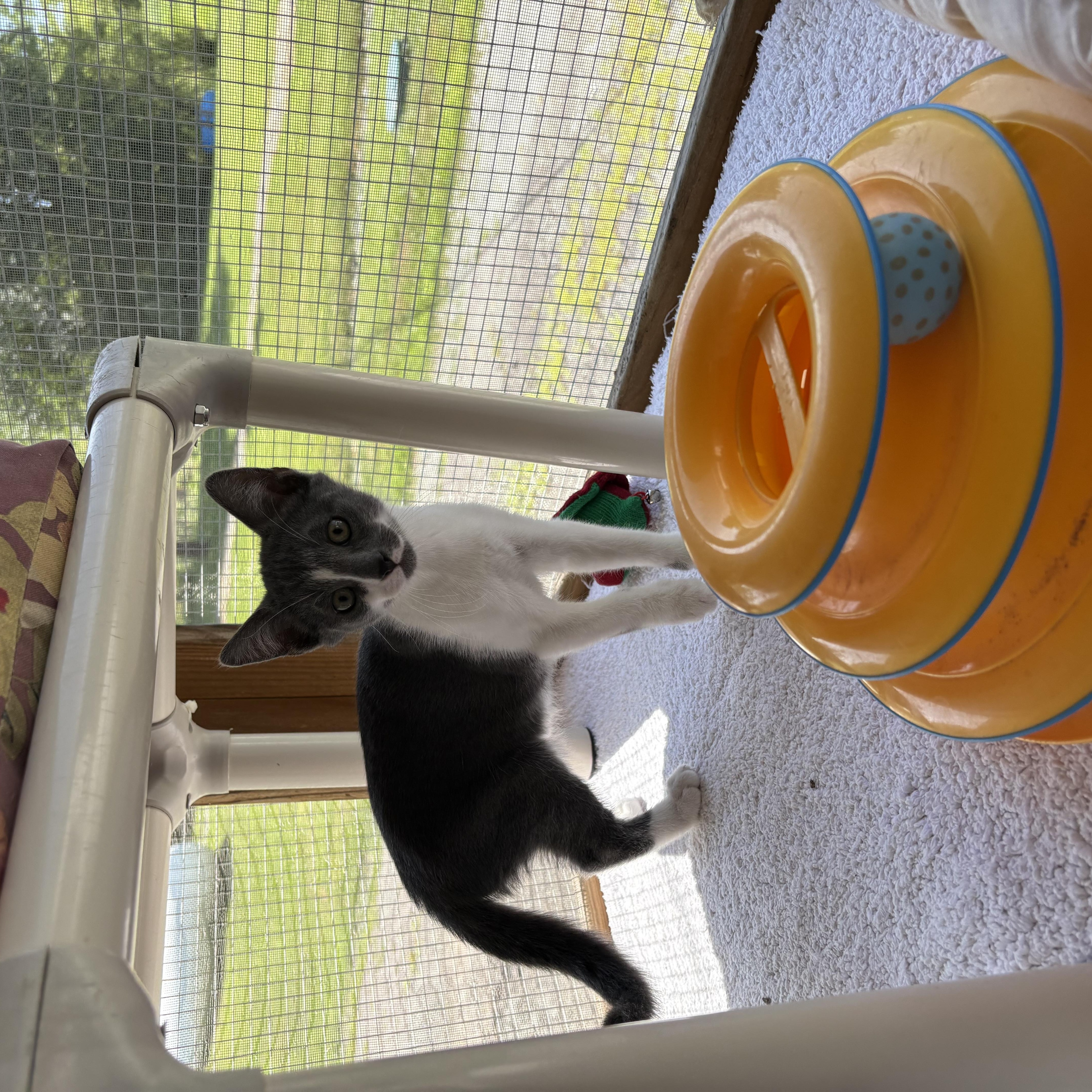 A baby medium-sized male Gray & White Domestic Short Hair cat named Catrick for adoption in Honesdale, PA