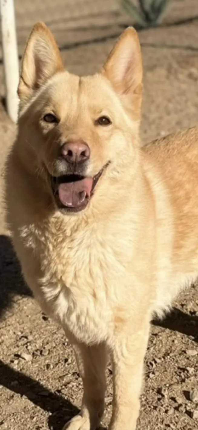 An adult medium-sized female Golden Siberian Husky dog named Butters for adoption in Hesperia, CA