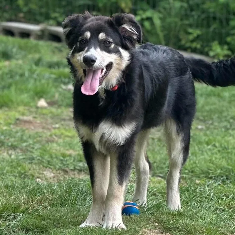 A baby large-sized female Black Australian Shepherd dog named Ct Darla for adoption in Stormville, NY