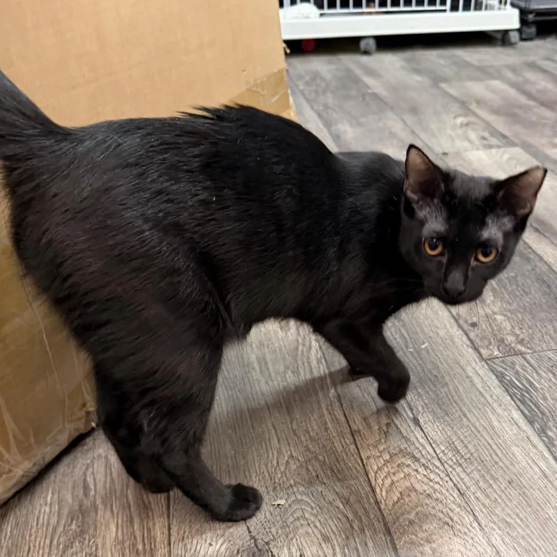 A young medium-sized female Black Domestic Short Hair cat named She Sells Seashells by for adoption in Boerne, TX