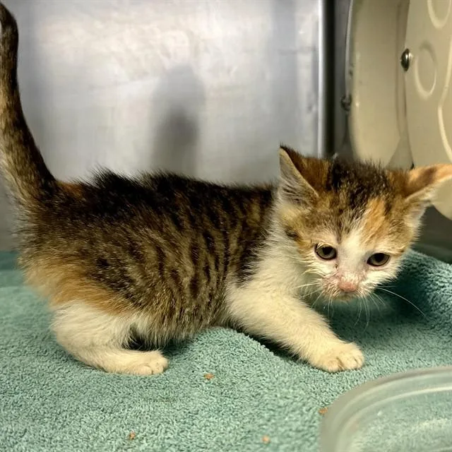 A young small-sized female Domestic Short Hair cat named Sissy for adoption in Riverside, CA