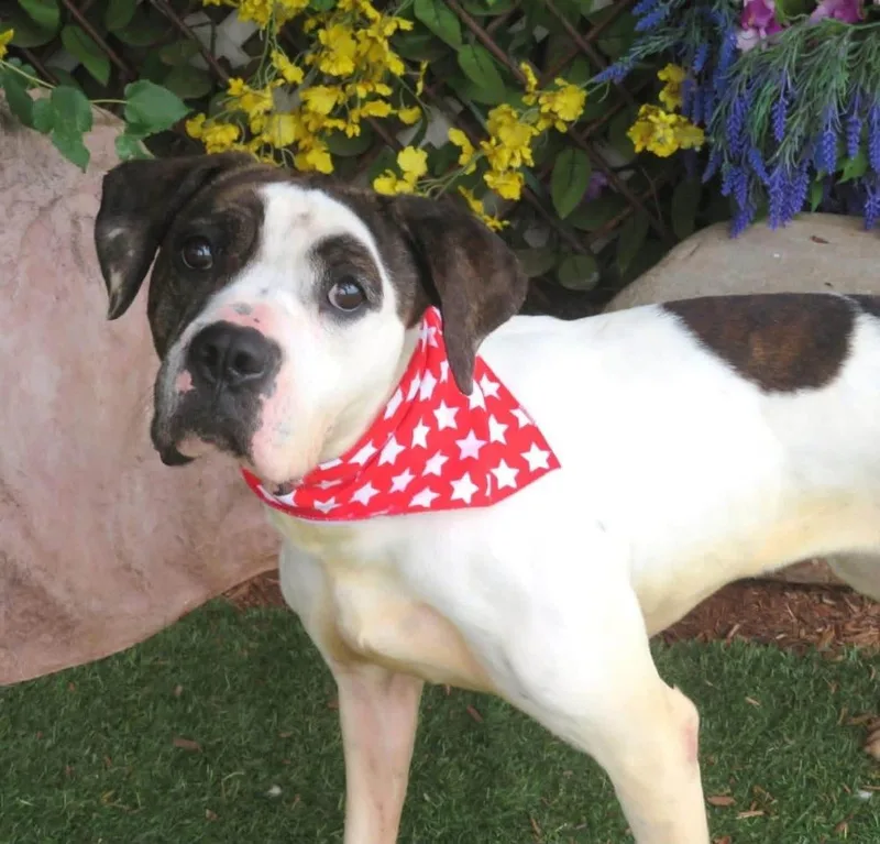 A young medium-sized female Boxer dog named Lucy for adoption in Shawnee, OK